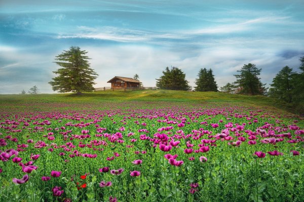 полей цветок