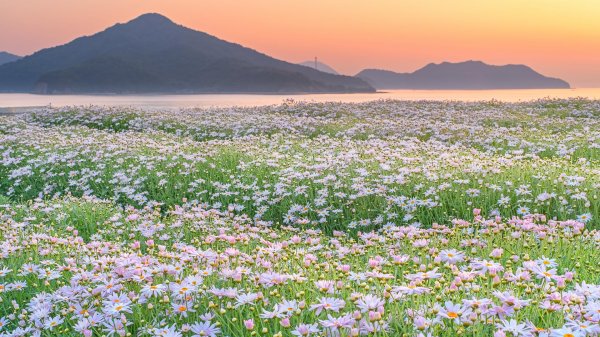 ромашковое поле