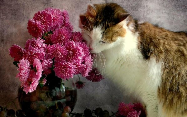 рыжий кот и цветы