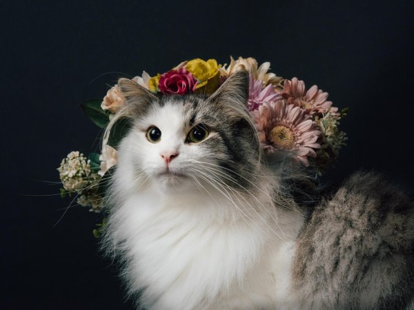 красивая кошка