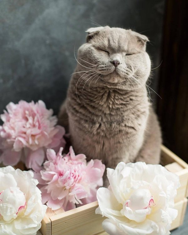 лиловый шотландский вислоухий кот