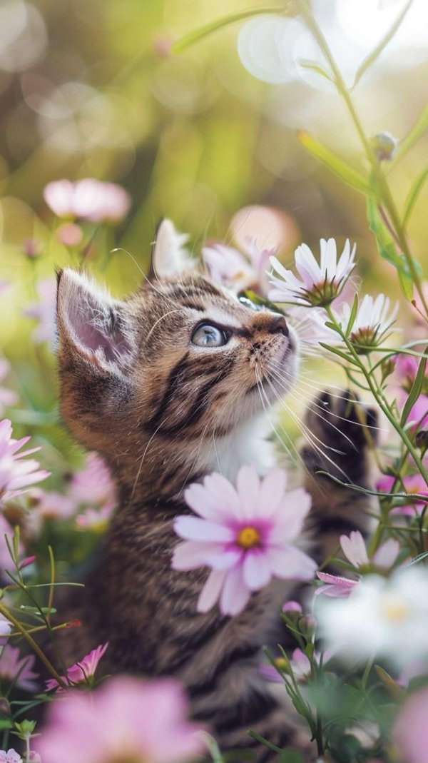 очаровательные котята