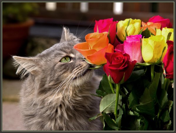 кошечка в розах