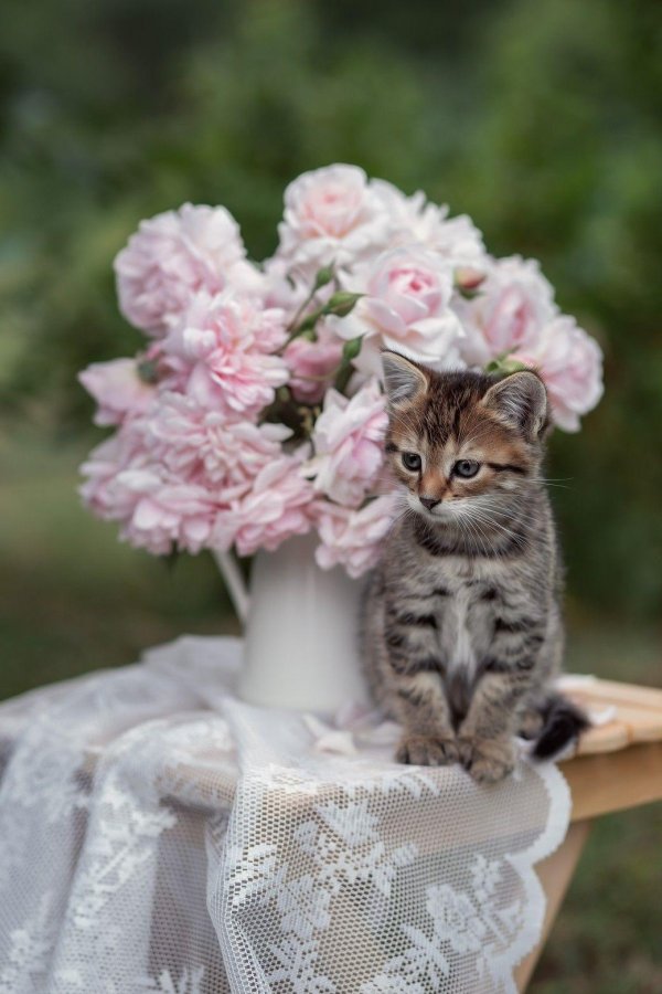 милая котик