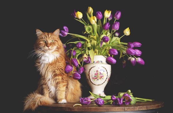 мейн кун цветы