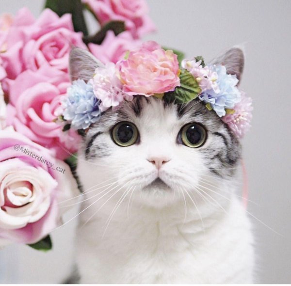 кошечка милая