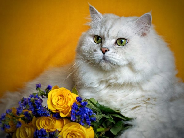 британская длинношёрстная кошка