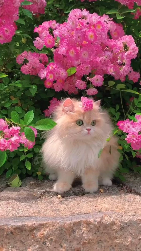 пушистые котята