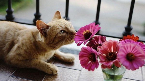 коты и цветы