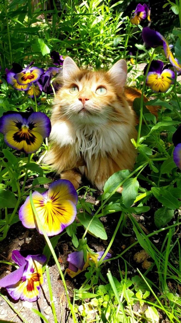 цветы и животные