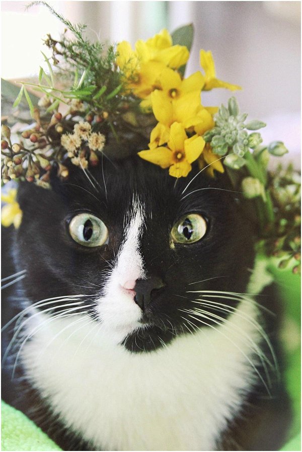 цветочный кот