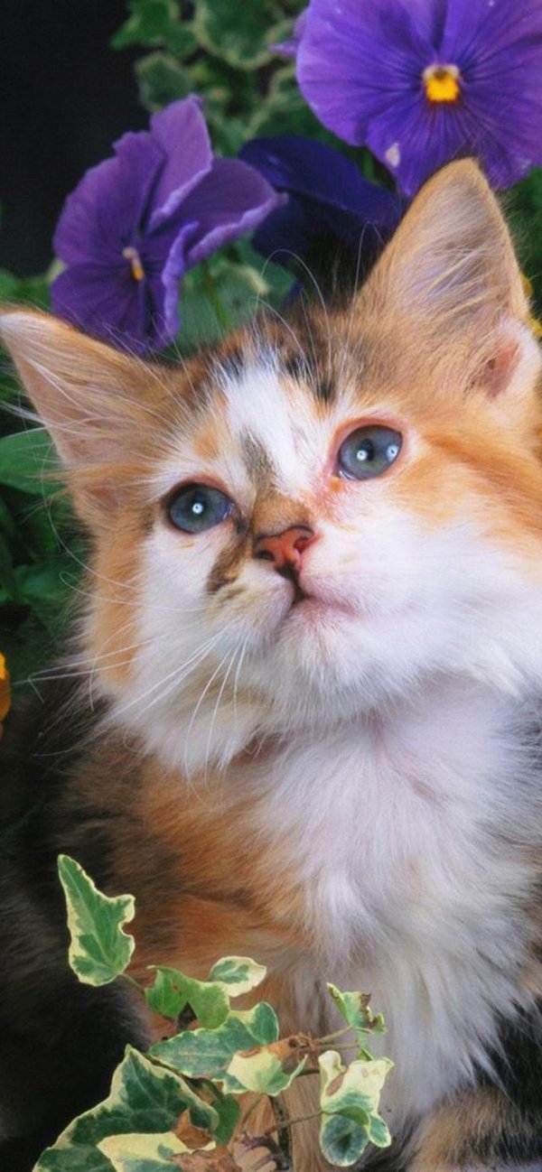 очаровательные кошки