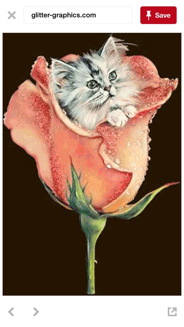 кошки с розами