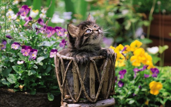 коты в цветах