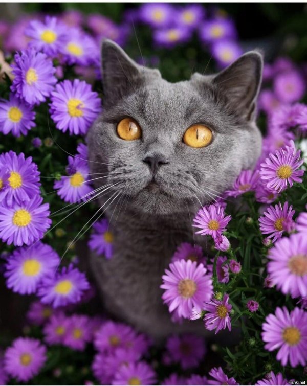 кот нюхает цветы