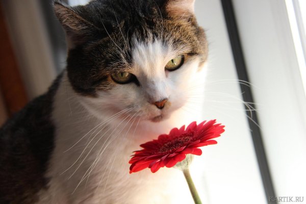 котики и цветы