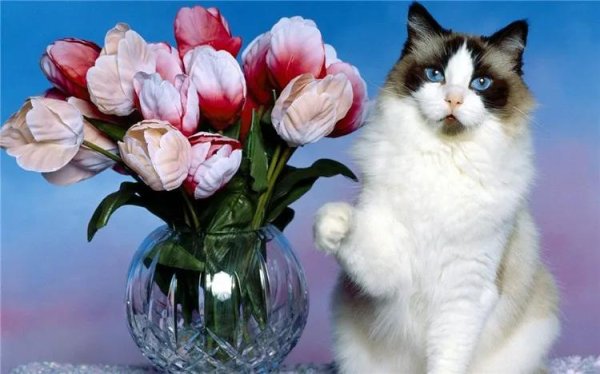 котик с тюльпанами