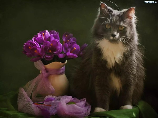 красивые цветы и животные