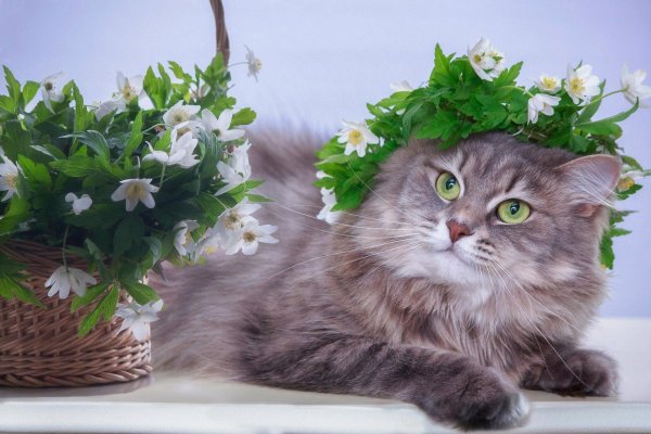 сибирский кот беспородным