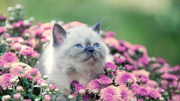 очаровательные котята