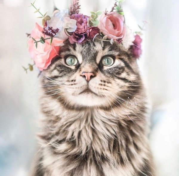 кошка красивая