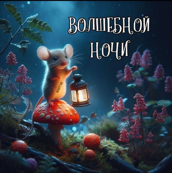 мышка ночью