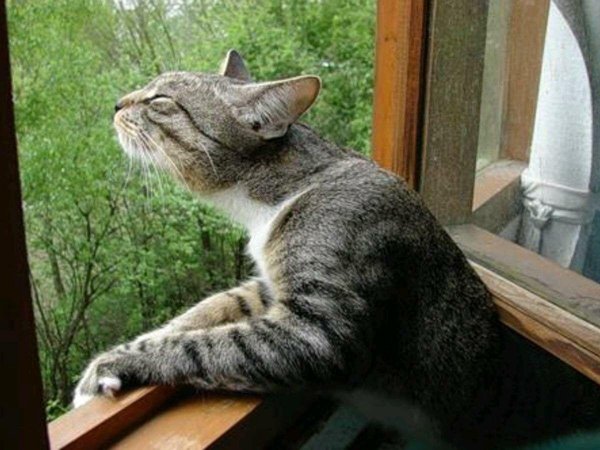 задумчивая кошка