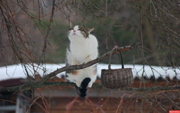 коты прилетели