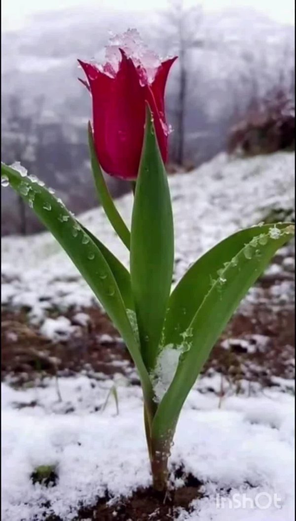 цветок весенний