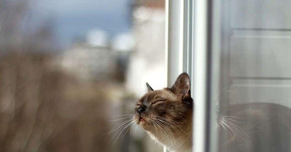 запах весны