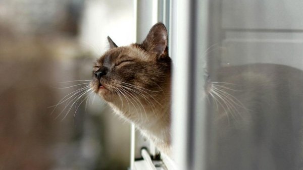 запах весны