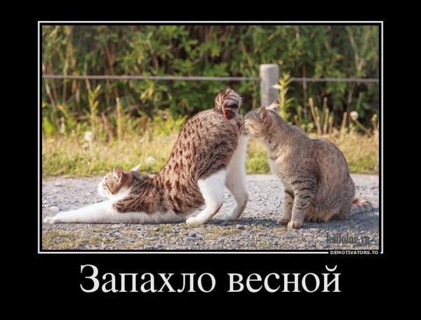 приколы про мартовских котов