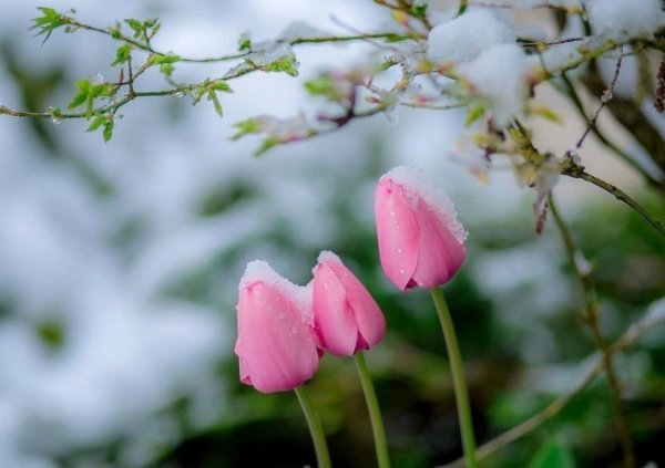 цветок весенний