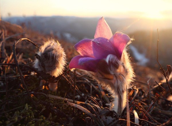 забайкальские подснежники ургульки