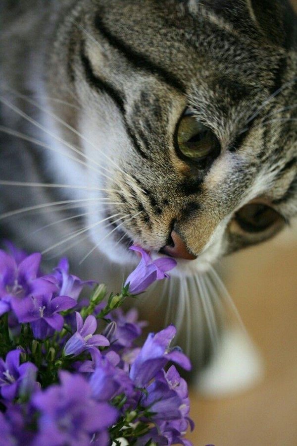 красивая кошка