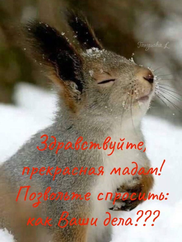 зимняя белка