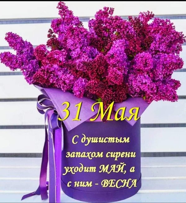 душистая сирень