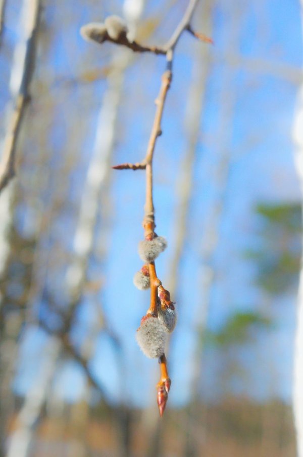 почки вербы