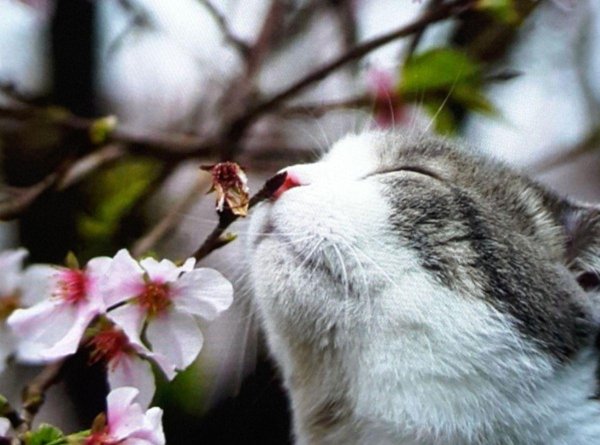 весенние котики