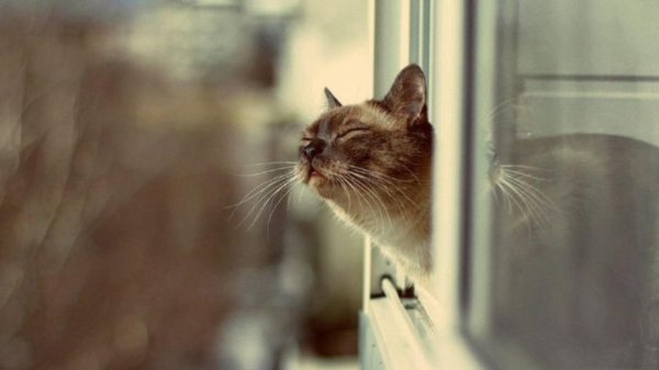 запах весны