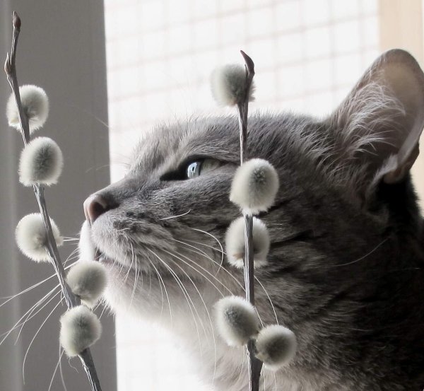 верба котята