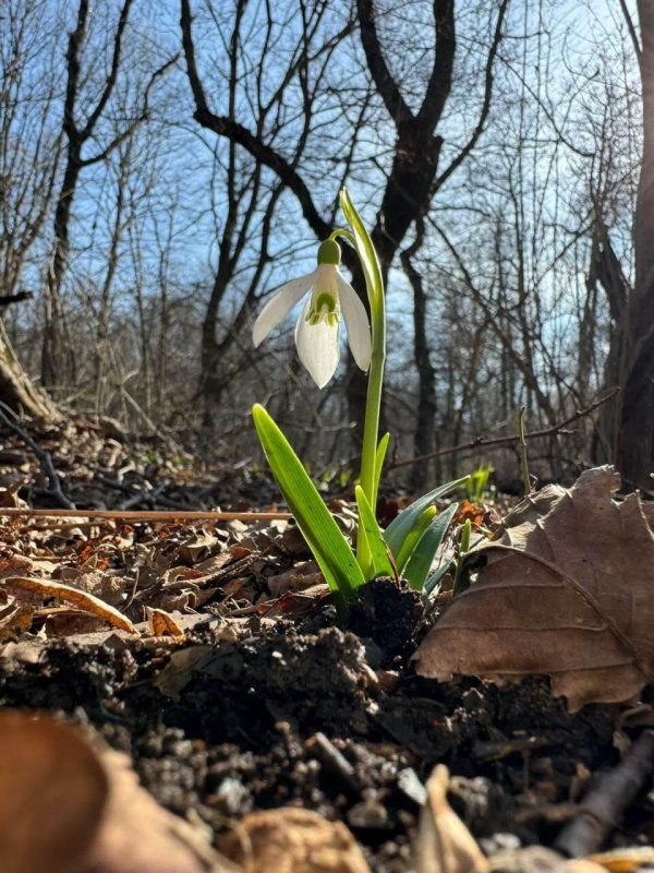 первоцветы подснежники