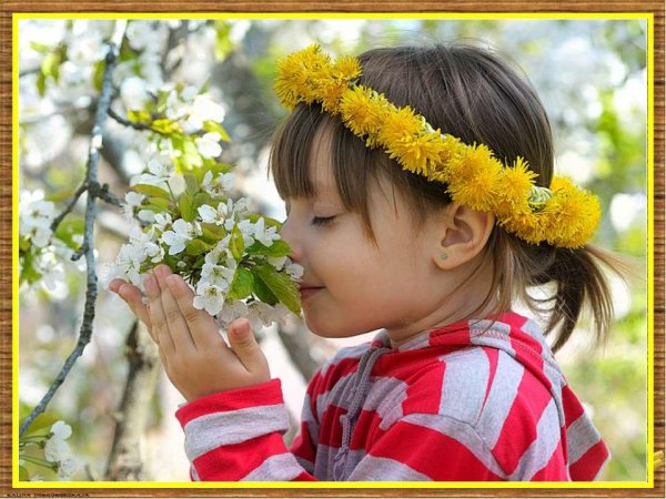 одуванчики венок