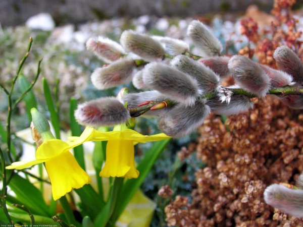 подснежники и мимоза