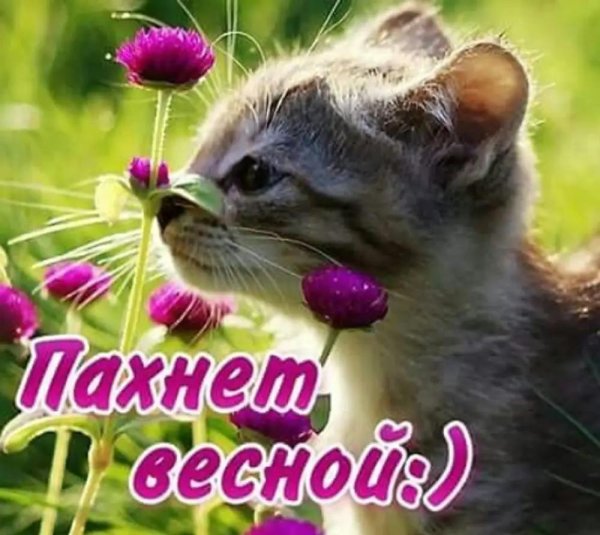 очаровательные котята