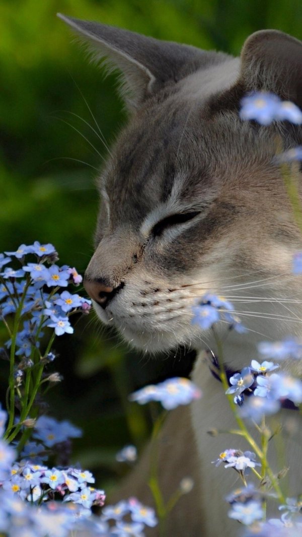 кошка нюхает цветы
