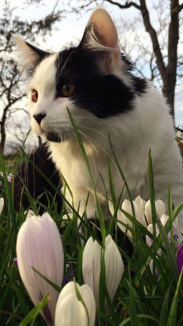 весенние коты