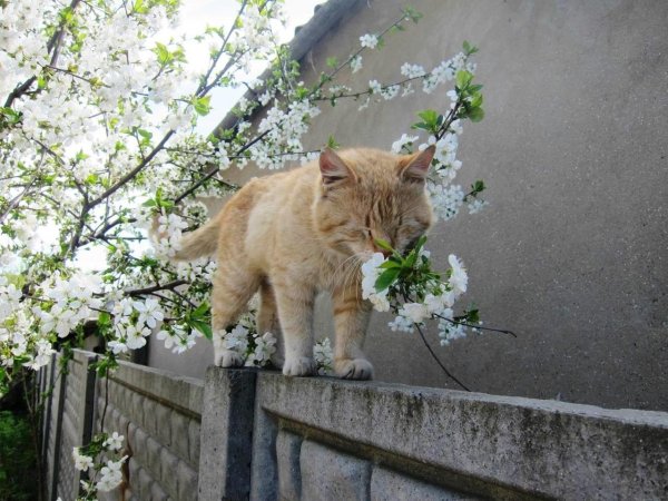 весенние коты