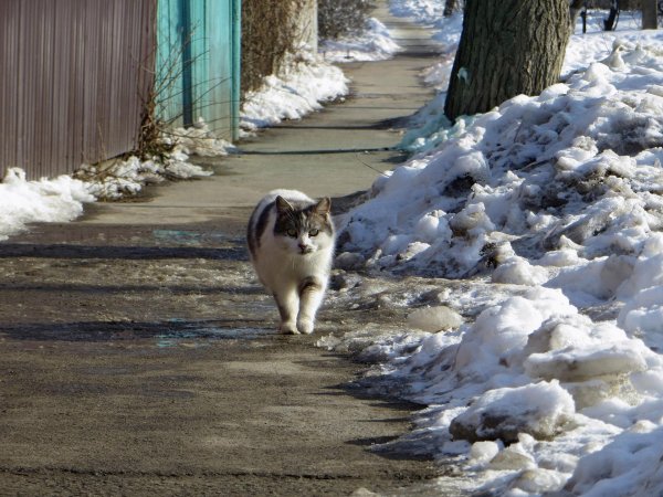 весенний ветерок