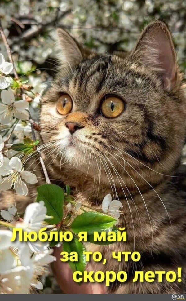 весна животные